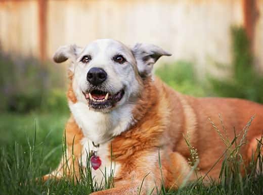 Cane anziano sdraiato sull'erba in un giardino felice davanti all'obiettivo 