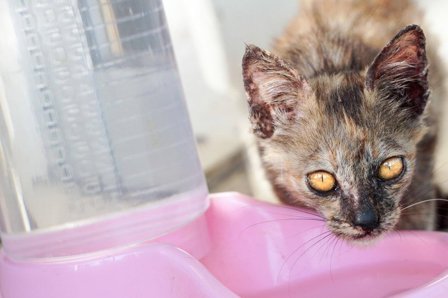 Gatto tartarugato beve da una ciotola dell'acqua rosa