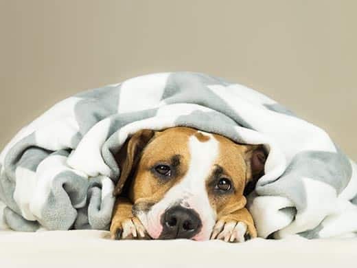 Amstaff avvolto in una coperta.