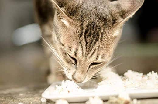 Gatto tigrato che mangia riso da un piatto bianco.