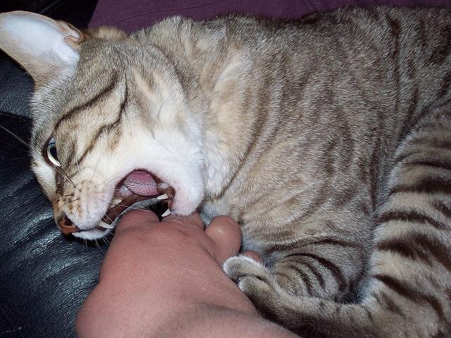 Gatto tigrato mordicchia mano del padrone mentre siede su di lui