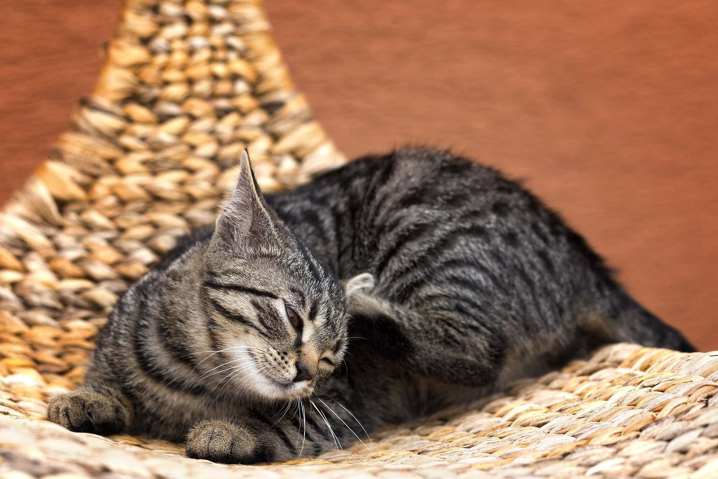 Gatto grigio a righe che si gratta su una sedia in vimini in giardino