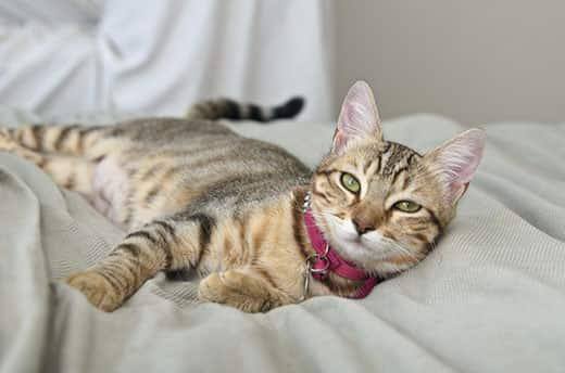 Gatto tigrato a strisce grigio sul letto