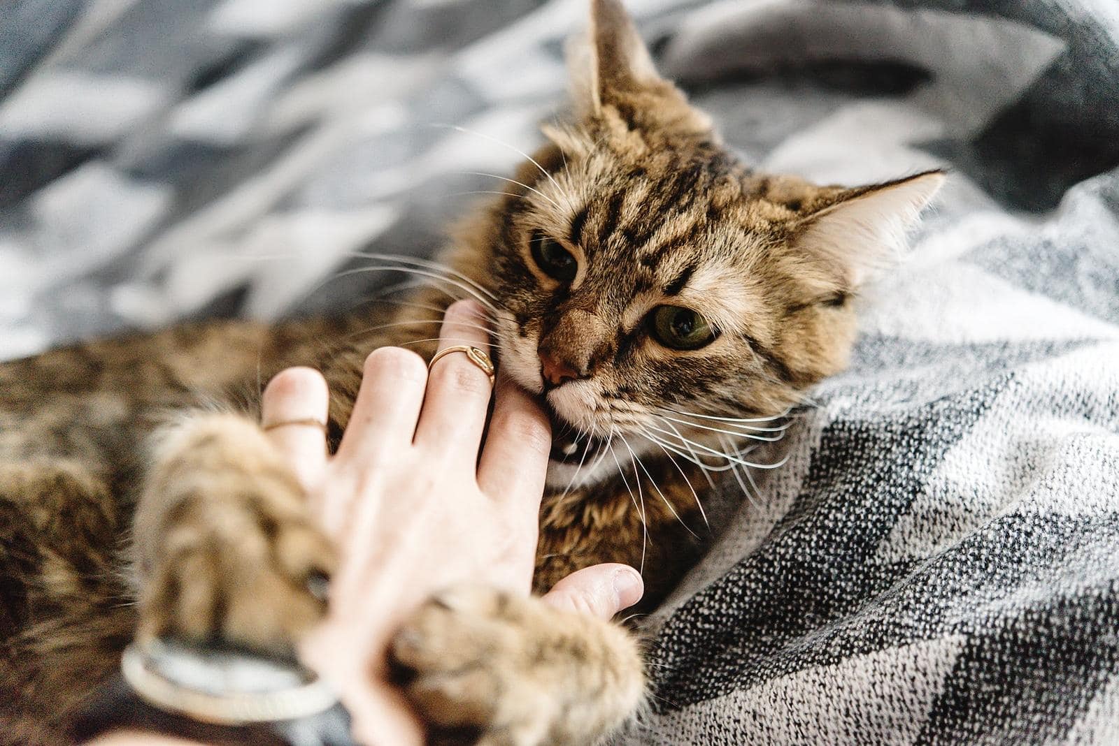 Gatto tigrato sulla schiena mordicchia le dita del suo padrone