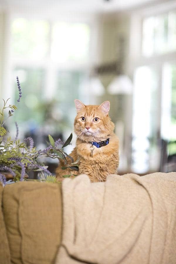 Gatto rosso tigrato seduto dietro a un divano beige accanto a una pianta lilla
