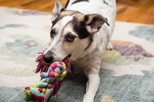 Un Terrier meticcio gioca a tira e molla con un giocattolo in corda colorata.