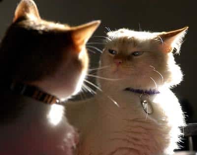due gatti, uno arrabbiato,(non nitida a dimensioni intere)