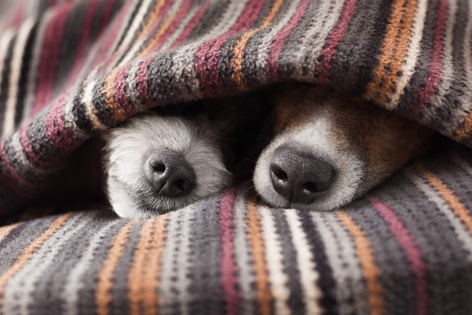 I musi di due cani che spuntano da sotto una coperta