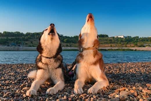 Due husky che ululano su una spiaggia su un lago.