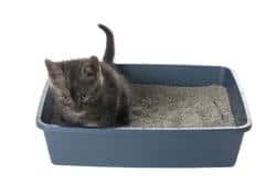 Gatto nella lettiera