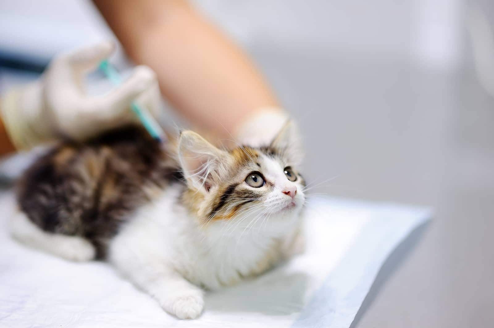 Veterinario vaccina un gattino