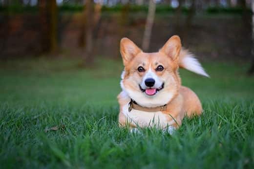 welsh-corgi-pembroke-gioca-erba-SW Welsh corgi pembroke sorridente sdraiato sull'erba verde