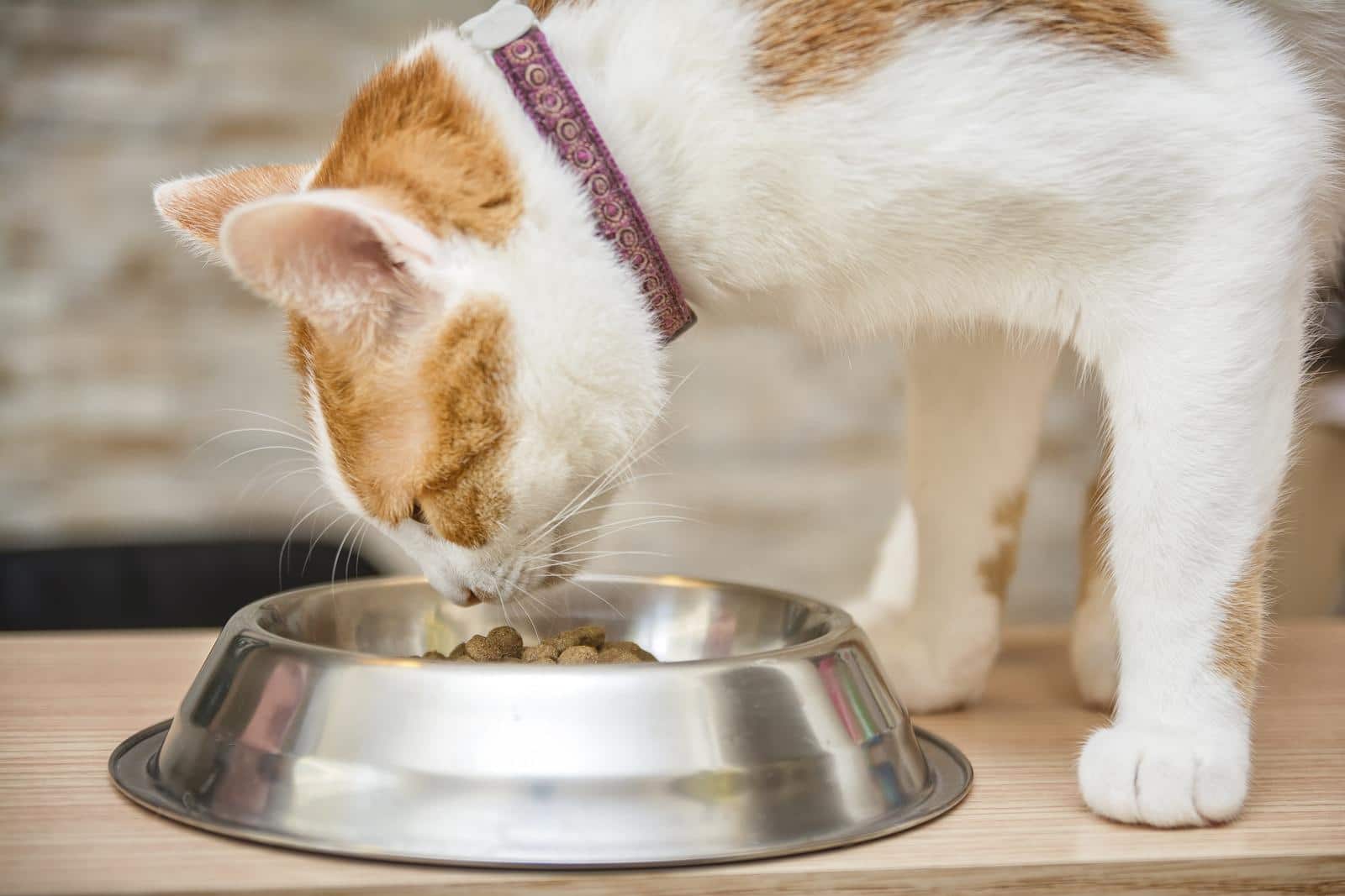 Gatto rosso e bianco con collare mangia da una ciotola in metallo