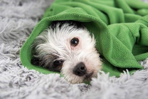 Cane bianco e nero steso sul tappeto avvolto in un maglione verde.