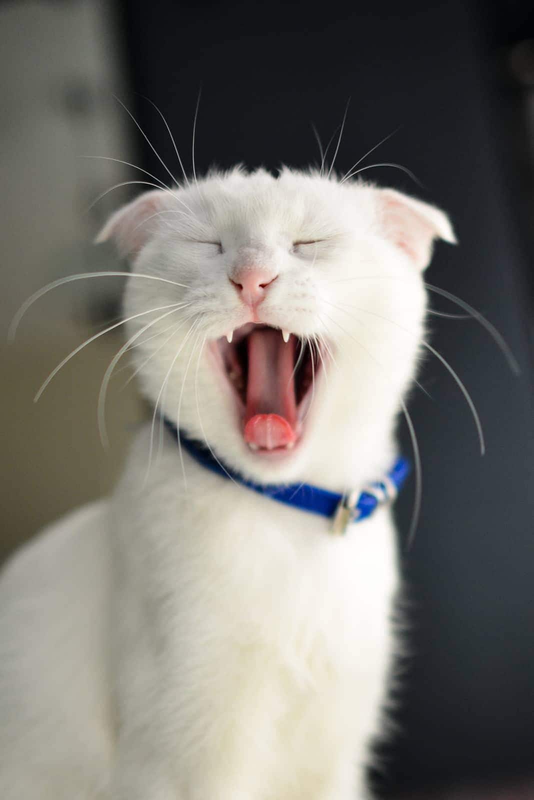 gatto-rosso-dentro-lettiera-SW Gatto rosso seduto in una lettiera che guarda l'obiettivo.