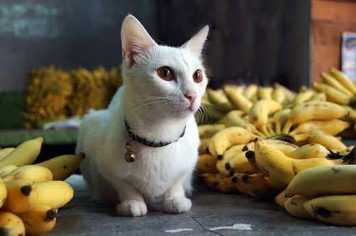 gatto bianco seduto vicino a grandi quantità di banane gatto bianco seduto vicino a grandi quantità di banane