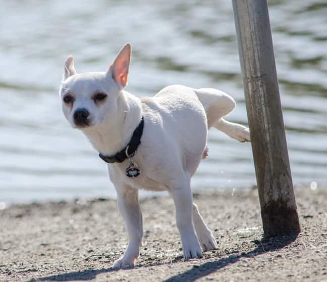 Chihuahua bianco urina su un palo in spiaggia