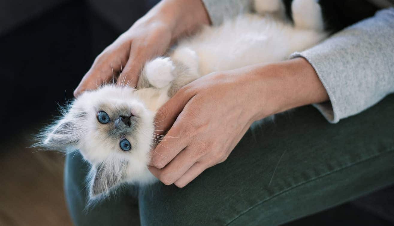 Gattino bianco sdraiato a pancia in su sulle gambe di una persona.