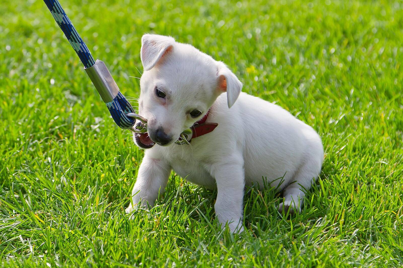 Cucciolo bianco morde il guinzaglio mentre sta seduto sull'erba.