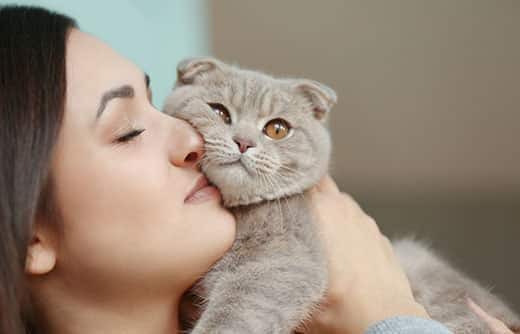 Donna tiene un gatto Scottish fold grigio vicino al suo viso per coccolarlo.