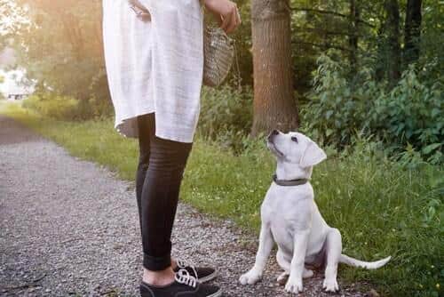Woman teaching a yellow lab puppy to sit outdoors