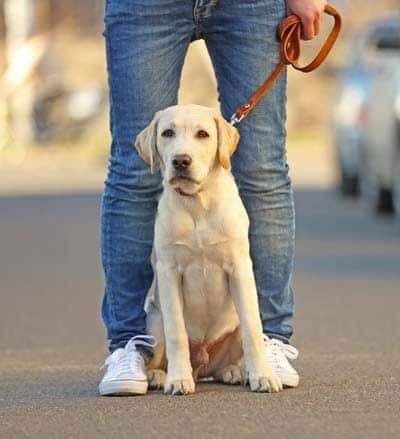 Cucciolo di labrador miele al guinzaglio seduto ai piedi del suo padrone
