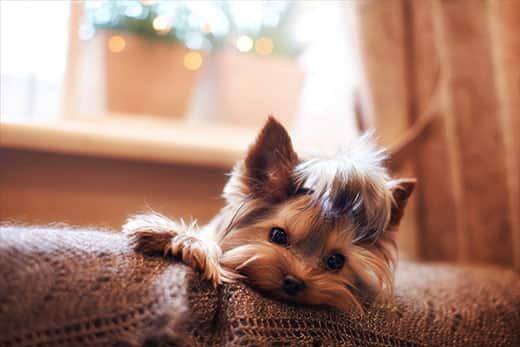Yorkshire Terrier sdraiato sulla spalliera di un divano con una copertina marrone.