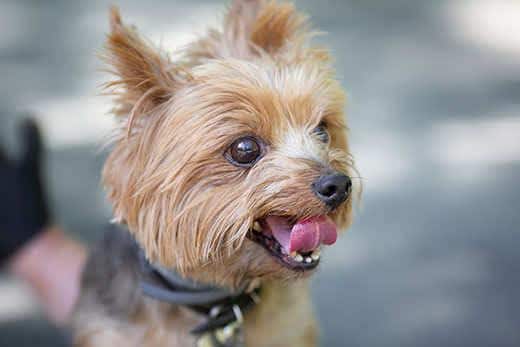 Yorkshire terrier a passeggio. Immagine con messa a fuoco e tonalità selettive.
