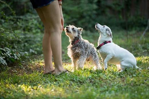 Giovane donna gioca con i cani in giardino