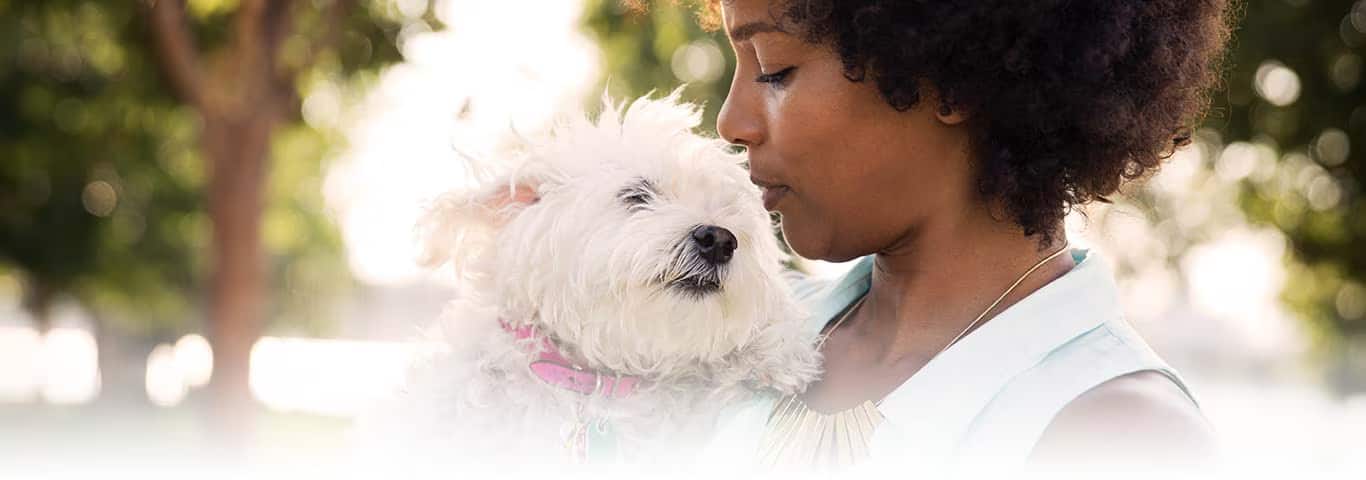 Foto di un cane West Highland White Terrier