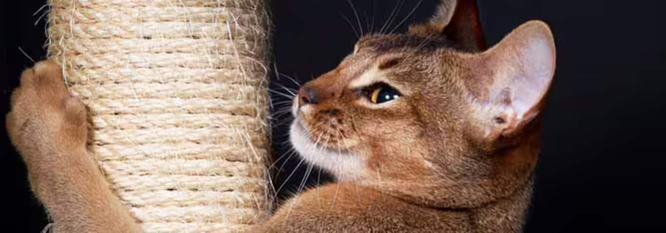 Foto di un gatto abissino