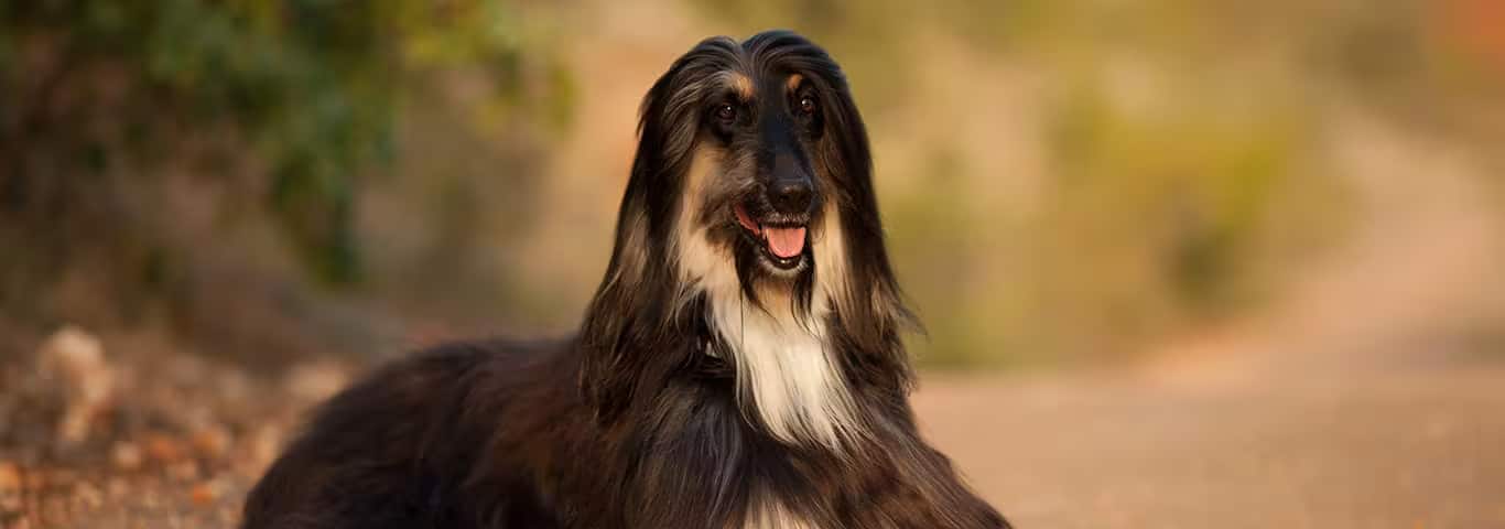 Foto di un cane levriero afgano