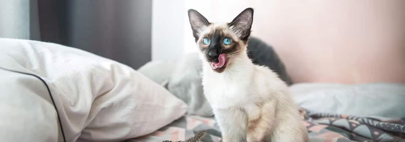 Foto di un gatto balinese