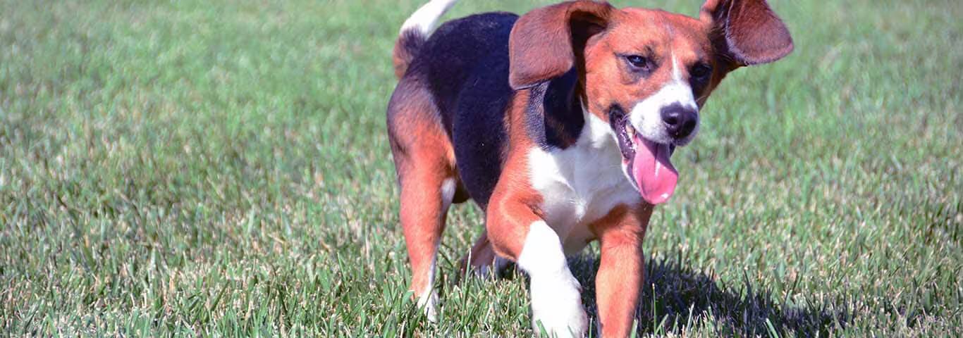Foto di un cane Beagle