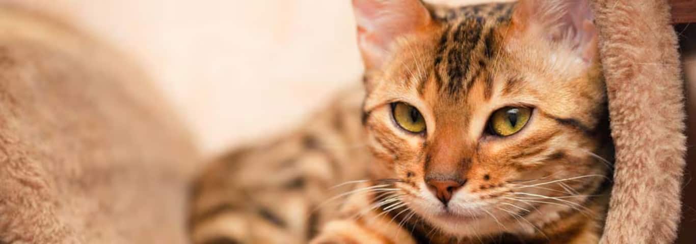 Foto di un gatto del Bengala