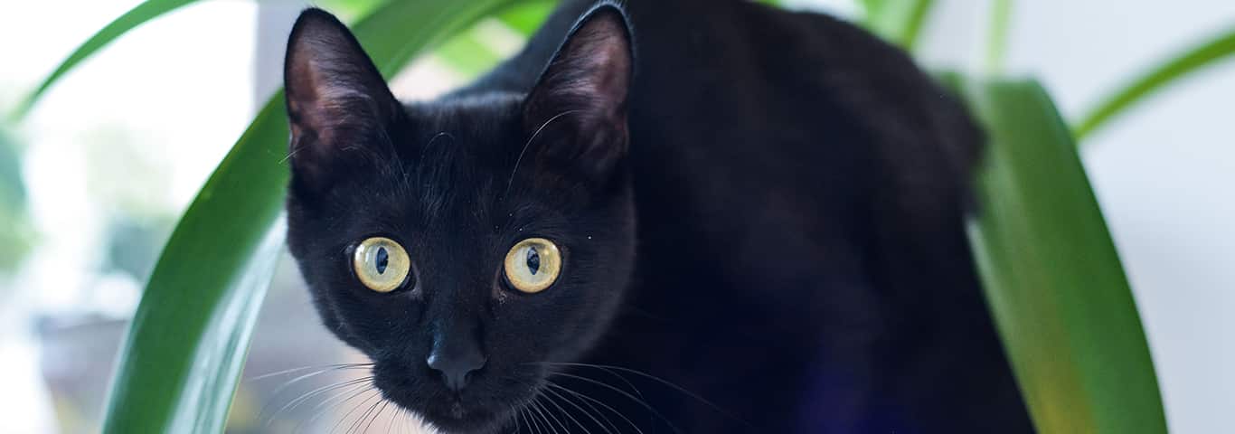 Foto di un gatto Bombay
