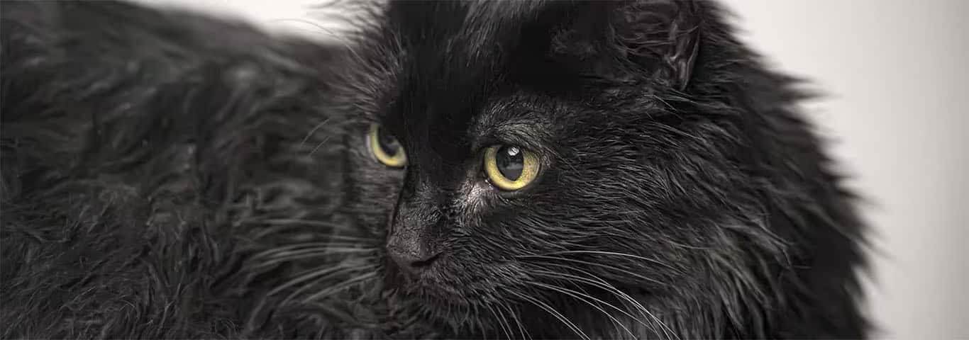 Foto di un gatto Tiffany