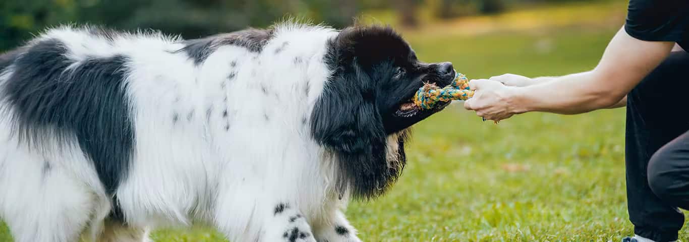 Foto di un cane di Terranova