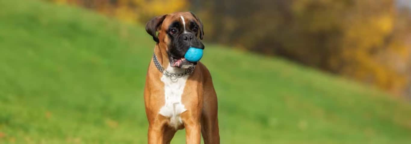 Foto di un cane Boxer