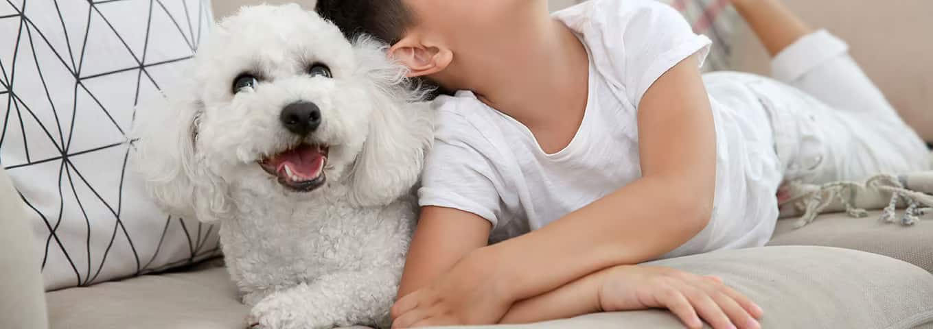 Foto di un cane Bichon Frise