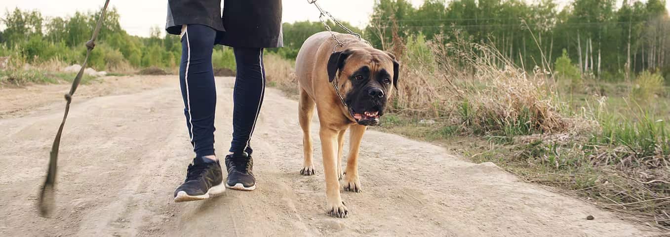 Foto di un cane Bullmastiff