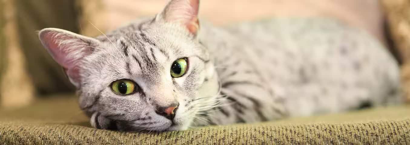 Foto di un gatto Mau egiziano