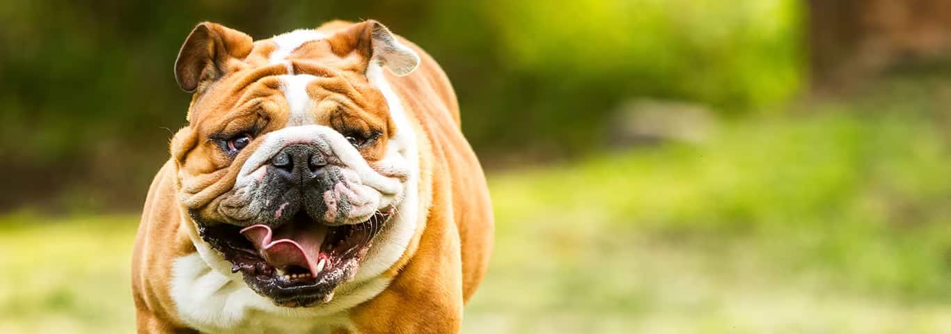 Foto di un cane Bulldog inglese