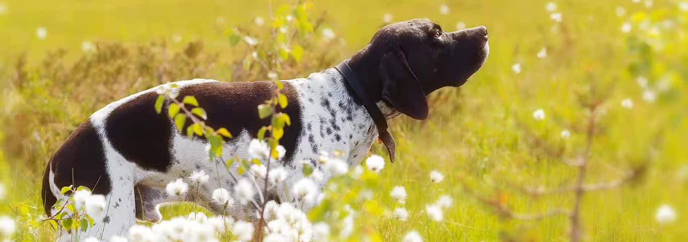 Foto di un cane da caccia inglese