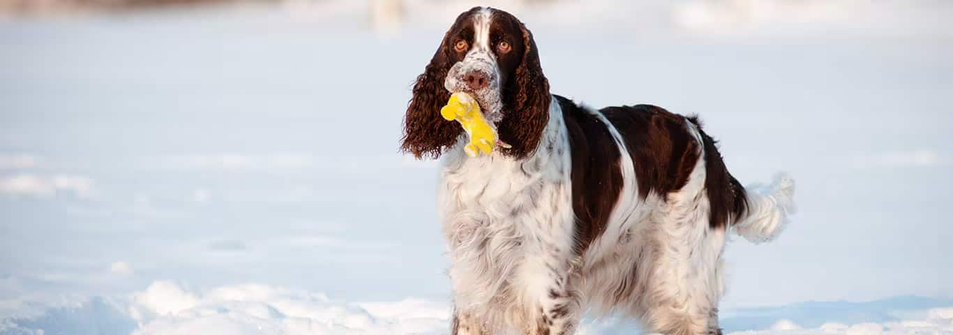 Foto di un cane Springer Spaniel Inglese