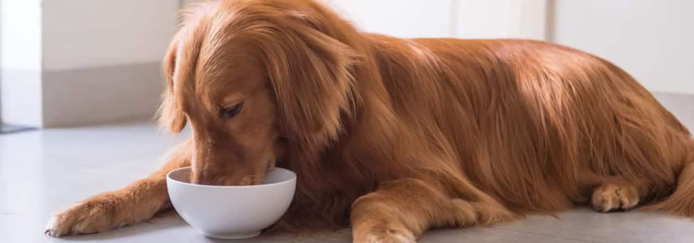 Foto di un cane Golden Retriever