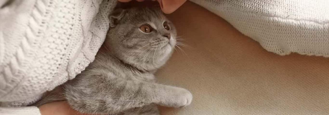Foto di un gatto British Shorthair