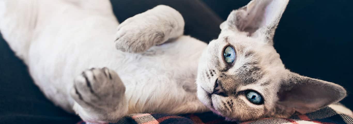 Foto di un gatto Devon Rex