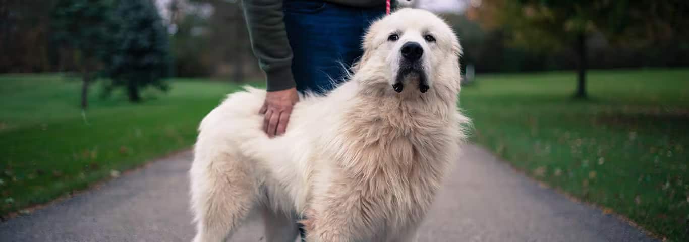 Foto di un cane dei Pirenei