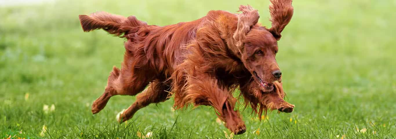 Foto di un cane setter irlandese